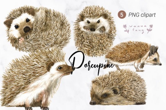 Porcupine Watercolor Animal Clipart, PNG: A Designer's Asset